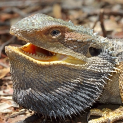 Pogona barbata (Eastern Bearded Dragon) at Acton, ACT - 13 Dec 2020 by TimL