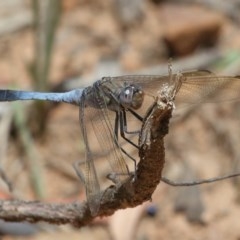 Orthetrum caledonicum (Blue Skimmer) at Acton, ACT - 11 Dec 2020 by TimL