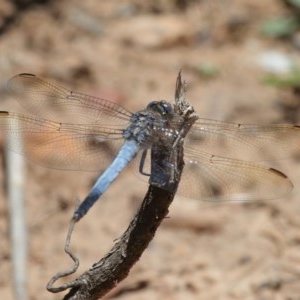 Orthetrum caledonicum at Acton, ACT - 11 Dec 2020