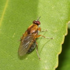 Stratiomyidae (family) (Soldier fly) at Acton, ACT - 11 Dec 2020 by TimL