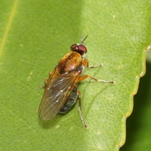 Stratiomyidae (family) at Acton, ACT - 11 Dec 2020