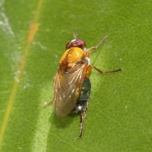 Stratiomyidae (family) at Acton, ACT - 11 Dec 2020