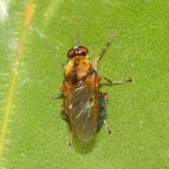 Stratiomyidae (family) at Acton, ACT - 11 Dec 2020