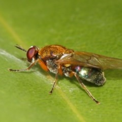 Stratiomyidae (family) at Acton, ACT - 11 Dec 2020