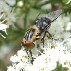 Scaptia sp. (genus) (March fly) at Acton, ACT - 14 Dec 2020 by TimL