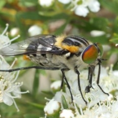 Scaptia sp. (genus) at Acton, ACT - 14 Dec 2020