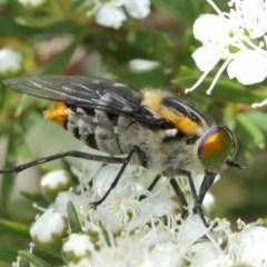 Scaptia sp. (genus) at Acton, ACT - 14 Dec 2020