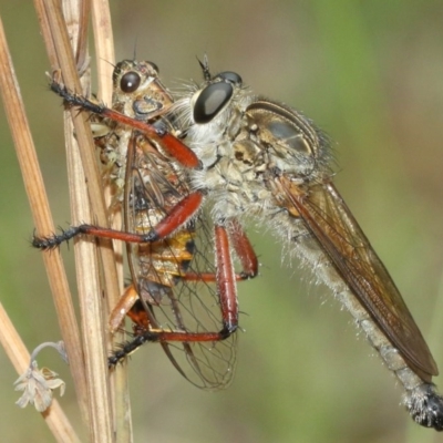 Zosteria sp. (genus) (Common brown robber fly) at Acton, ACT - 13 Dec 2020 by TimL