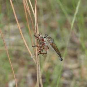 Zosteria sp. (genus) at Acton, ACT - 13 Dec 2020