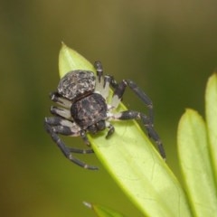 Cymbacha sp (genus) (A crab spider) at Acton, ACT - 8 Dec 2020 by TimL