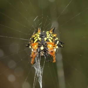 Austracantha minax at Acton, ACT - 15 Dec 2020