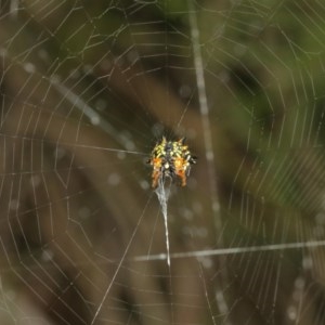 Austracantha minax at Acton, ACT - 15 Dec 2020 10:50 AM