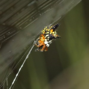 Austracantha minax at Acton, ACT - 15 Dec 2020 10:50 AM