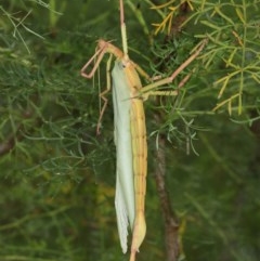 Podacanthus typhon (Pink-winged Stick Insect) at Acton, ACT - 14 Dec 2020 by TimL