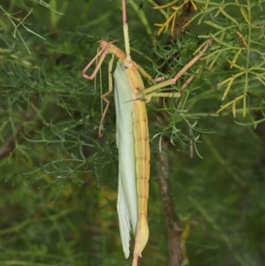 Podacanthus typhon at Acton, ACT - 14 Dec 2020 12:47 PM