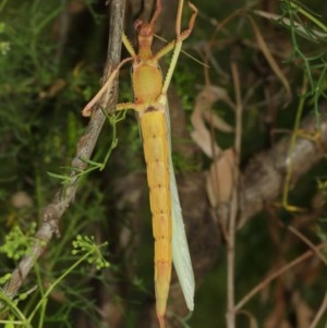 Podacanthus typhon at Acton, ACT - 14 Dec 2020 12:47 PM