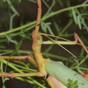 Podacanthus typhon at Acton, ACT - 14 Dec 2020 12:47 PM