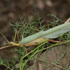 Podacanthus typhon at Acton, ACT - 14 Dec 2020 12:47 PM