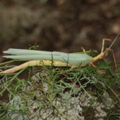 Podacanthus typhon at Acton, ACT - 14 Dec 2020 12:47 PM