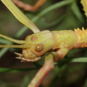 Podacanthus typhon at Acton, ACT - 14 Dec 2020 12:50 PM