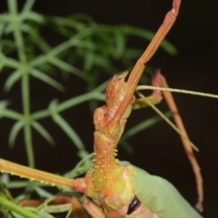 Podacanthus typhon at Acton, ACT - 14 Dec 2020 12:50 PM