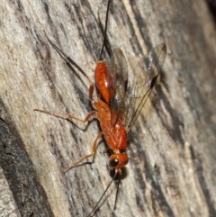 Ichneumonidae (family) (Unidentified ichneumon wasp) at Acton, ACT - 10 Dec 2020 by TimL