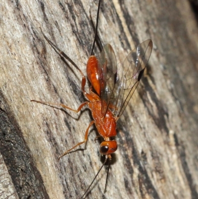 Ichneumonidae (family) (Unidentified ichneumon wasp) at Acton, ACT - 9 Dec 2020 by TimL