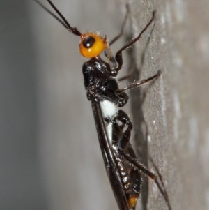 Braconidae (family) at Acton, ACT - 15 Dec 2020 12:12 PM