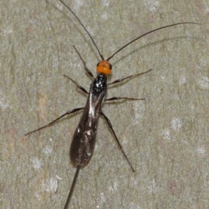 Braconidae (family) at Acton, ACT - 15 Dec 2020 12:12 PM