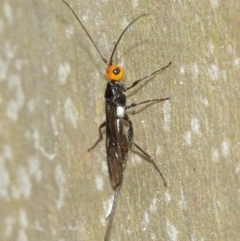 Braconidae (family) at Acton, ACT - 15 Dec 2020 12:12 PM