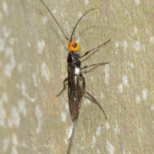 Braconidae (family) at Acton, ACT - 15 Dec 2020 12:12 PM