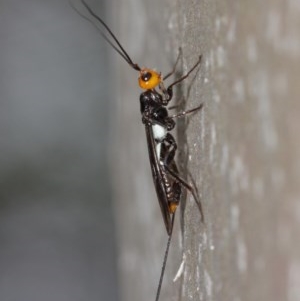 Braconidae (family) at Acton, ACT - 15 Dec 2020 12:12 PM