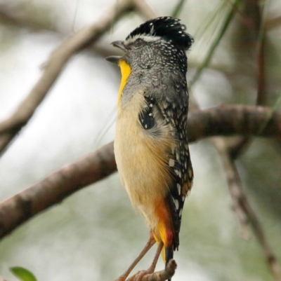 Pardalotus punctatus (Spotted Pardalote) at Acton, ACT - 15 Dec 2020 by Tim L