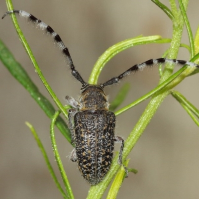 Ancita sp. (genus) (Longicorn or longhorn beetle) at Acton, ACT - 14 Dec 2020 by TimL