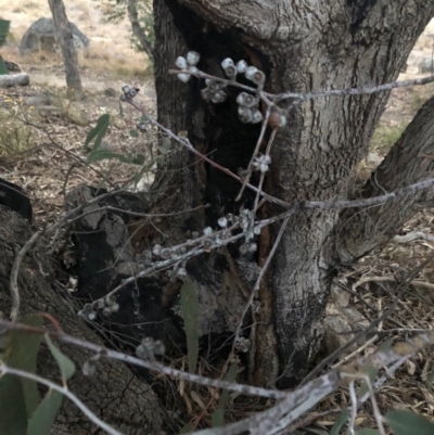 Eucalyptus nortonii (Large-flowered Bundy) at Chapman, ACT - 16 Dec 2020 by Nat