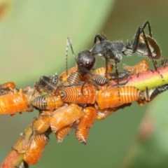 Eurymeloides bicincta (Gumtree hopper) at Acton, ACT - 14 Dec 2020 by TimL