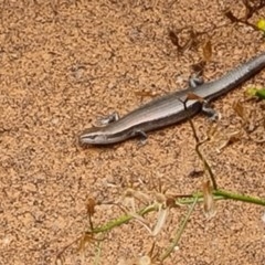 Lampropholis delicata (Delicate Skink) at Isaacs, ACT - 16 Dec 2020 by Mike