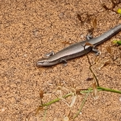 Lampropholis delicata (Delicate Skink) at Isaacs, ACT - 16 Dec 2020 by Mike