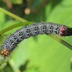 Phalaenoides glycinae (Grapevine Moth) at Pollinator-friendly garden Conder - 10 Dec 2020 by michaelb