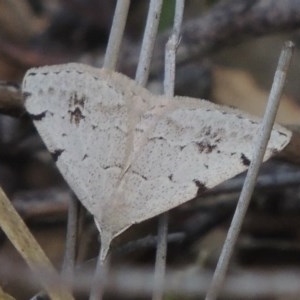 Dichromodes estigmaria at Conder, ACT - 3 Nov 2020 06:00 PM