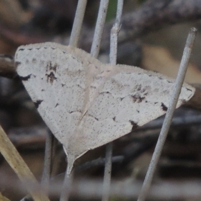Dichromodes estigmaria (Pale Grey Heath Moth) at Conder, ACT - 3 Nov 2020 by michaelb