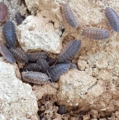 Porcellio scaber (Common slater) at Mitchell, ACT - 17 Dec 2020 by tpreston