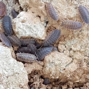 Porcellio scaber at Mitchell, ACT - 17 Dec 2020