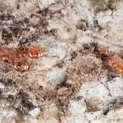 Pheidole sp. (genus) (Seed-harvesting ant) at Mitchell, ACT - 17 Dec 2020 by tpreston