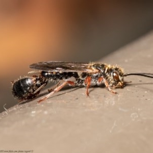 Thynninae (subfamily) at Acton, ACT - 17 Dec 2020