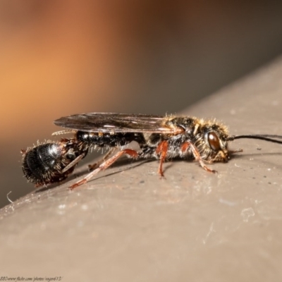 Thynninae (subfamily) (Smooth flower wasp) at Acton, ACT - 17 Dec 2020 by Roger