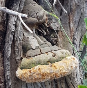 Phellinus sp. (non-resupinate) at Mitchell, ACT - 17 Dec 2020