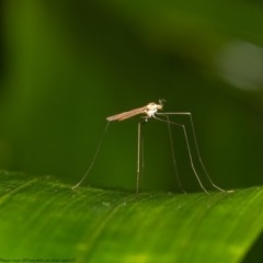 Limoniidae (family) (Unknown Limoniid Crane Fly) at Acton, ACT - 17 Dec 2020 by Roger