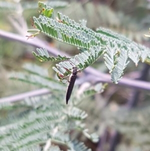 Rhinotia phoenicoptera at Mitchell, ACT - 17 Dec 2020 12:42 PM