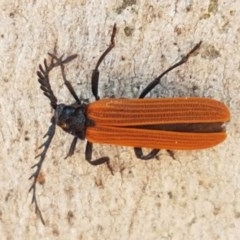 Porrostoma sp. (genus) (Lycid, Net-winged beetle) at Mitchell, ACT - 17 Dec 2020 by trevorpreston